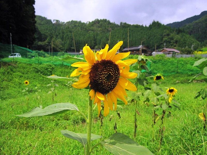 屋住地区活動その5