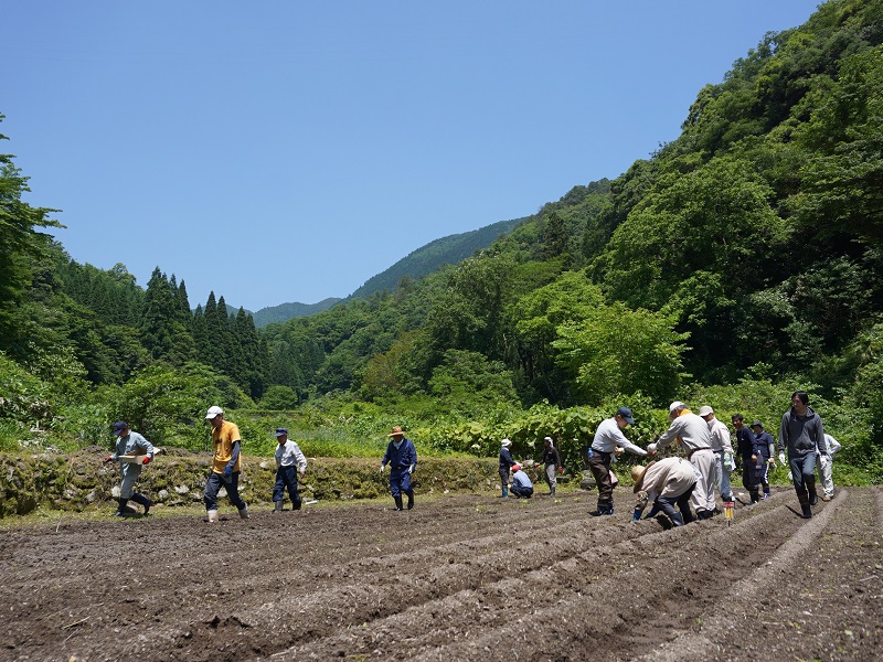 種植え作業