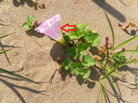 開花２日目のハマヒルガオ