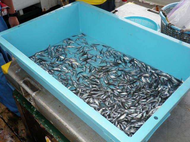アジの稚魚２