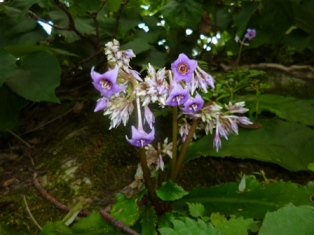 三徳山の夏の花の代表格 イワタバコ